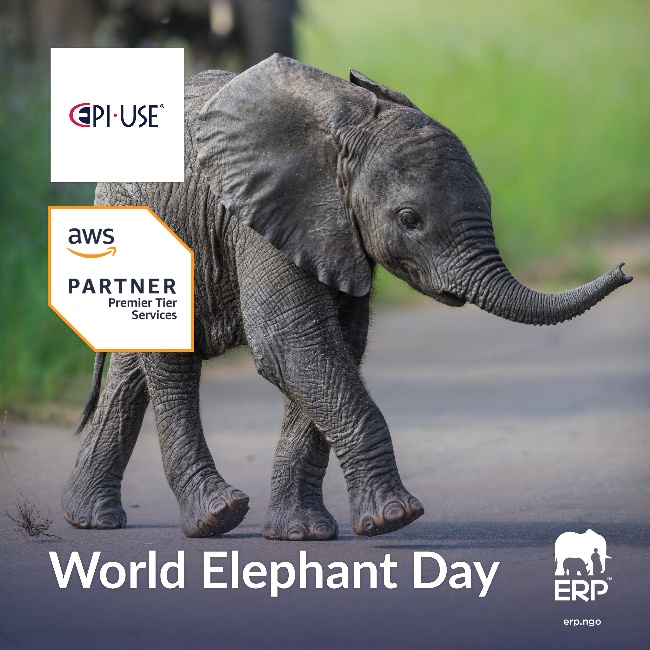 AWS Social Media Elephant Day3